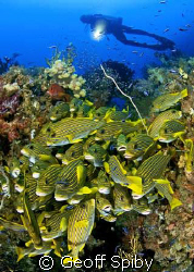 another tightly packed group of sweetlips with numerous c... by Geoff Spiby 